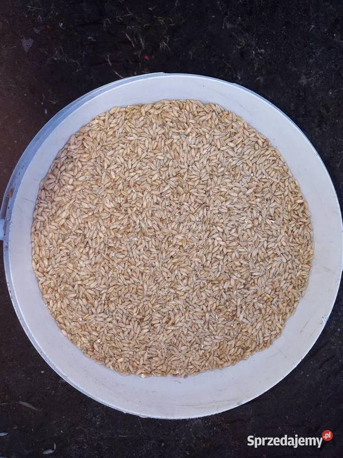 Pszenżyto ozime BORWO oczyszczone drobiu gołębi Dębicze