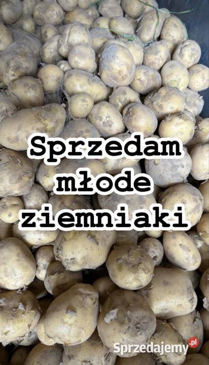 Sprzedam młode ziemniaki Buszkowo