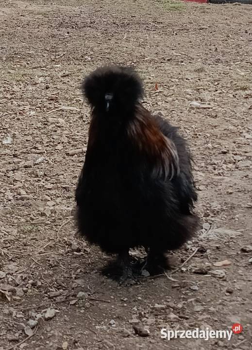 Sprzedam koguta silki kury jedwabiste Giełda zwierząt Tomiszowice sprzedam