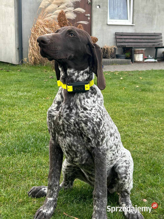 Lokalizator GPS psa bez abonamentu wodoodporny Lubartów