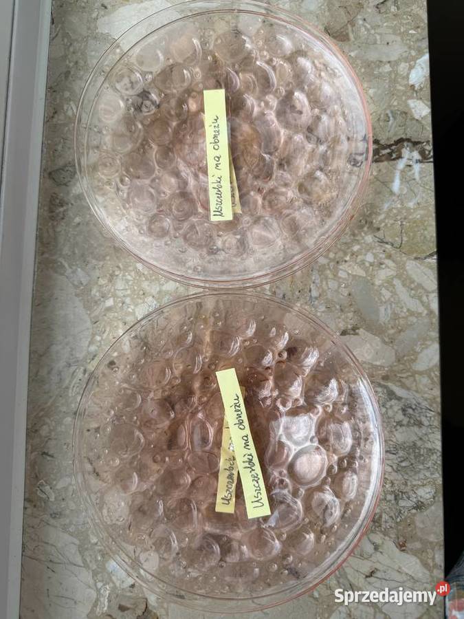 Talerzyki kocie łby z Ząbkowic Mielec sprzedam