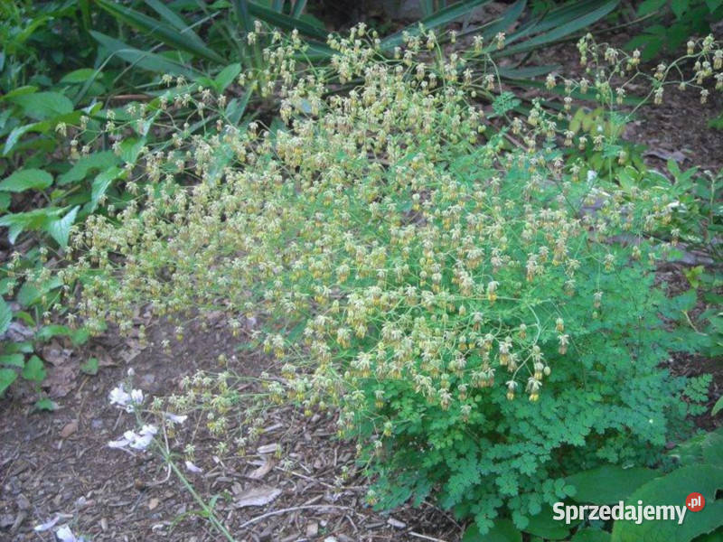 RUTEWKA MNIEJSZA Adiantifolium sadzonki w Ustronie sprzedam