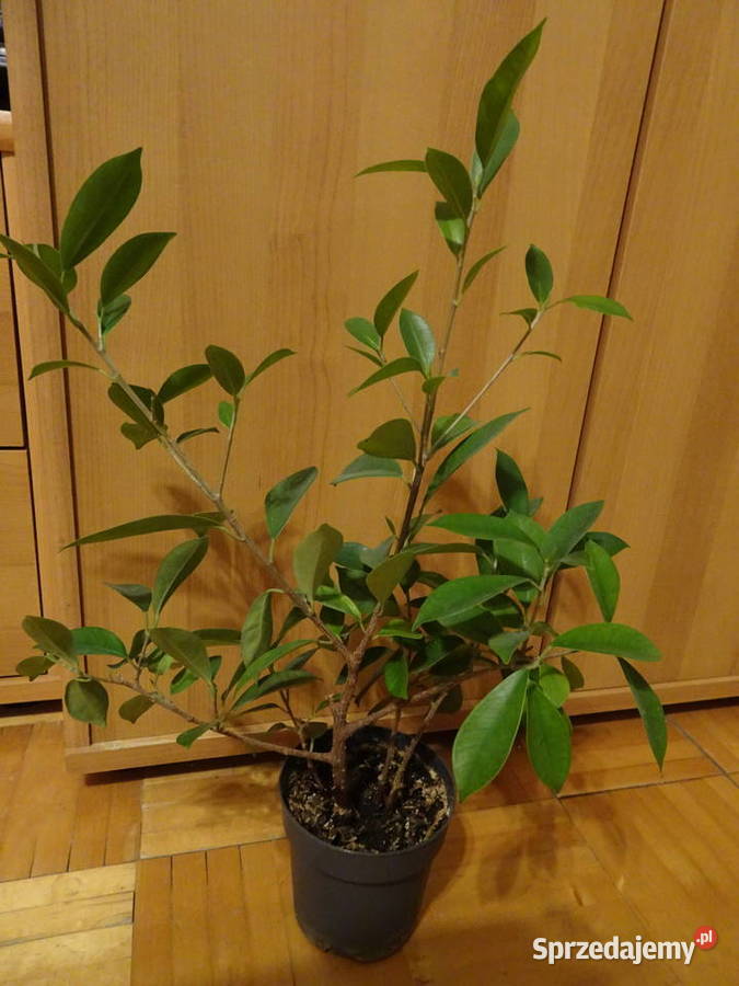 Ficus fikus Benjamina Warszawa