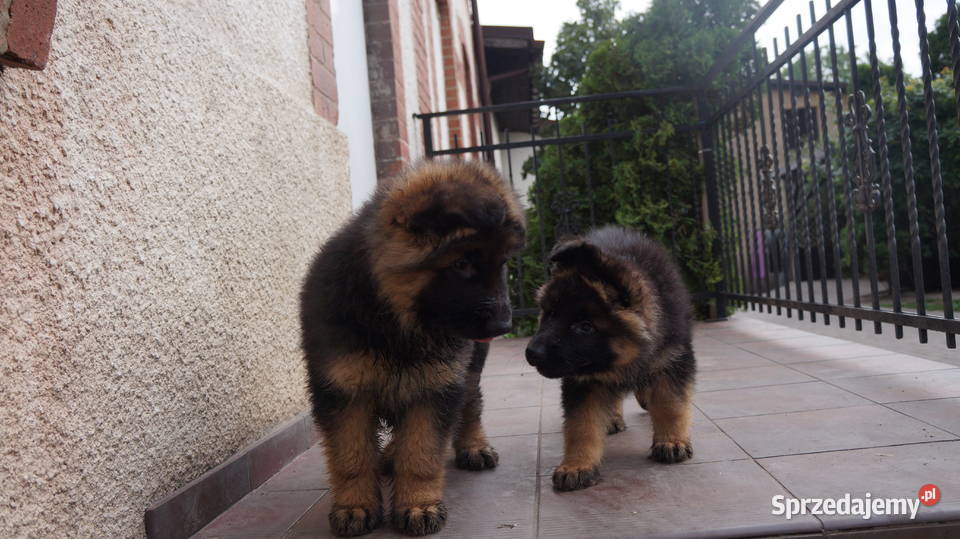 OWCZAREK NIEMIECKI SZCZENIĘTA Bydgoszcz