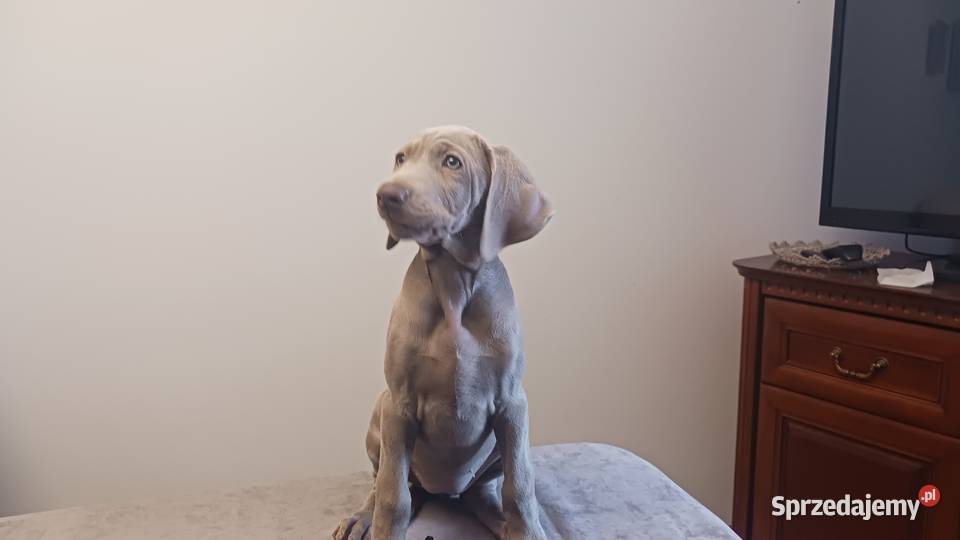 Wyżeł weimarski szczenięta rodowodowe ZKwPFCI Puławy