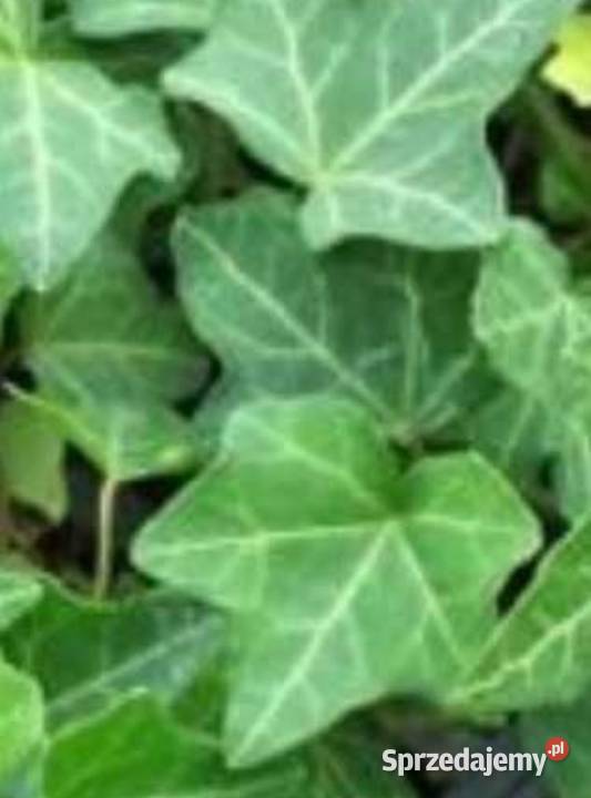 Bluszcz zimozielony Rośliny mazowieckie Radzymin sprzedam