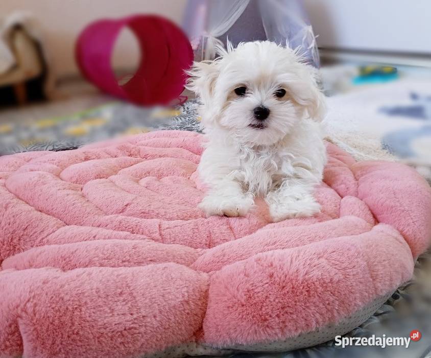 Maltańczyk szczenię suczka śląskie sprzedam