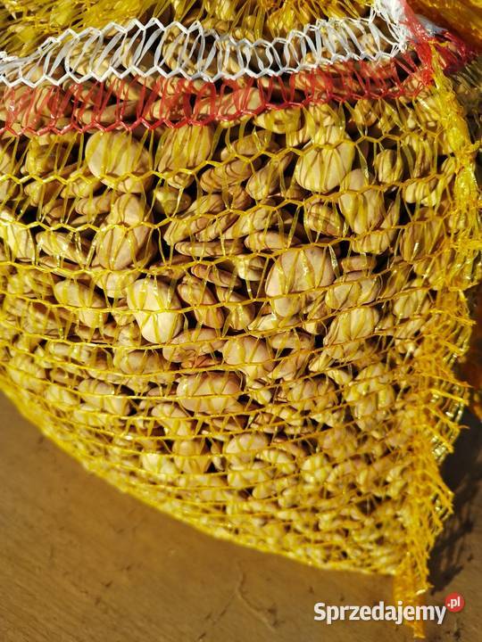 Sprzedam nasiona ziarno bobu Bizon Kalisz