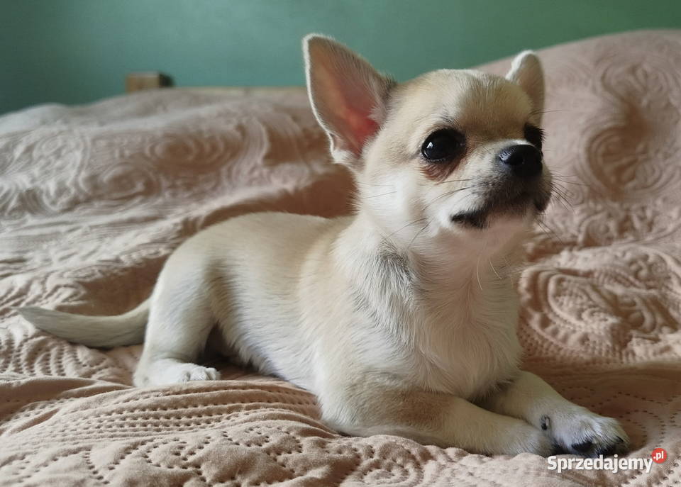 Chihuahua maleńki piesek Konin