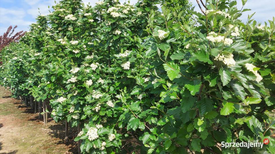 Jarząb szwedzki obwód 1014 małopolskie Skała