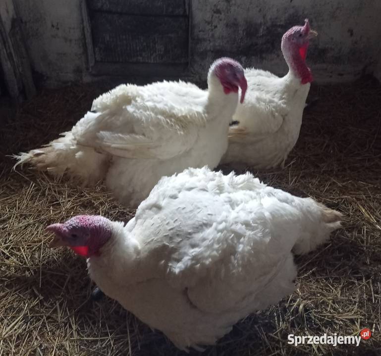 Sprzedam Indyki tuszka lubelskie Wisznice