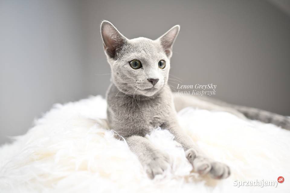 Kocurek Lenon Rosyjski Niebieski Rybnik