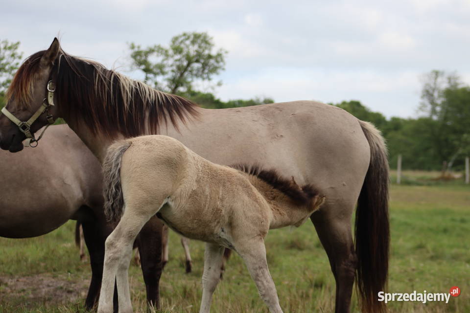 Ogierki odsadki konika polskiego 4 sztuki Połczyn-Zdrój sprzedam