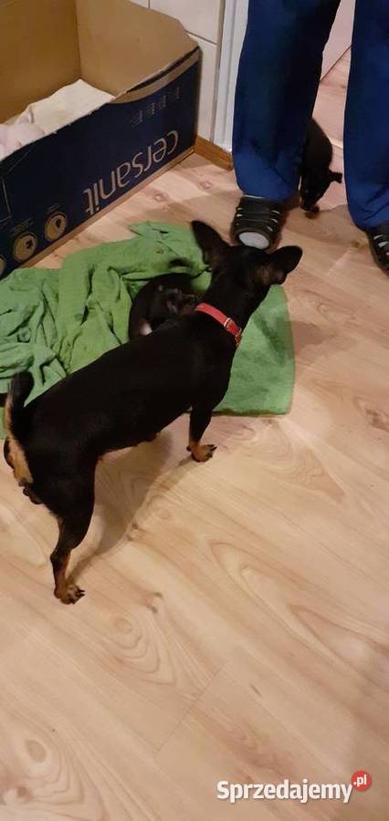 oddam w ręce szczenięta Raciążek