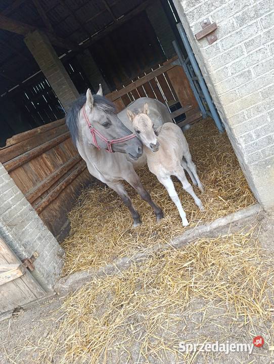 Koniki Polskie Lubartów sprzedam