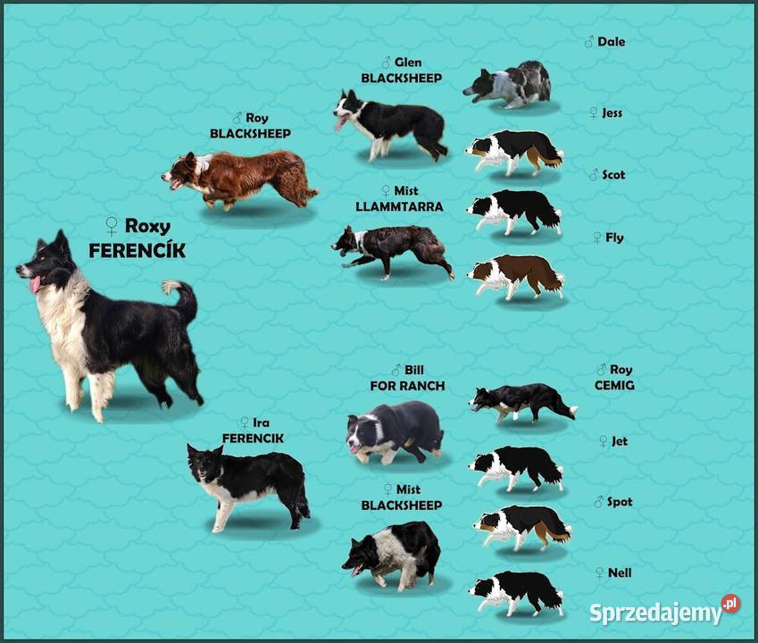 Szczeniak BORDER COLLIE z prof Hodowli Pies z Kraków sprzedam