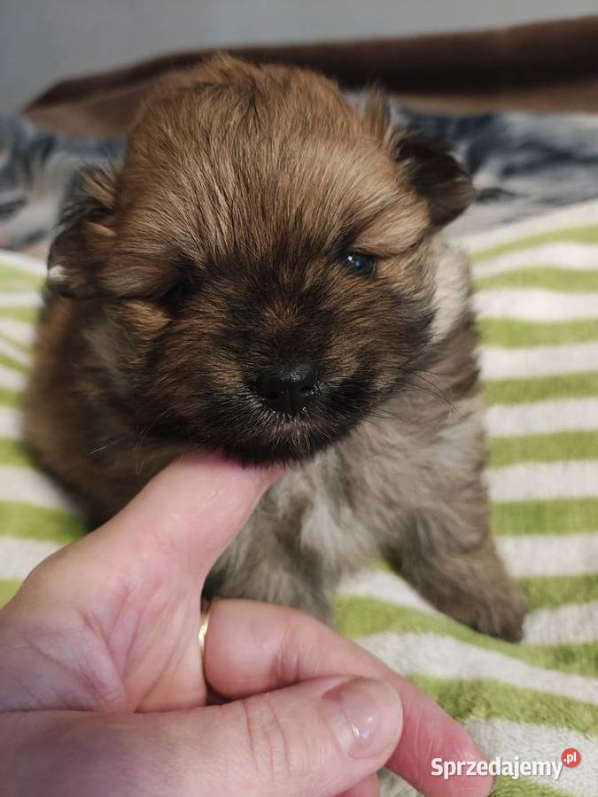 Szpic Miniaturowy Witkowo Drugie