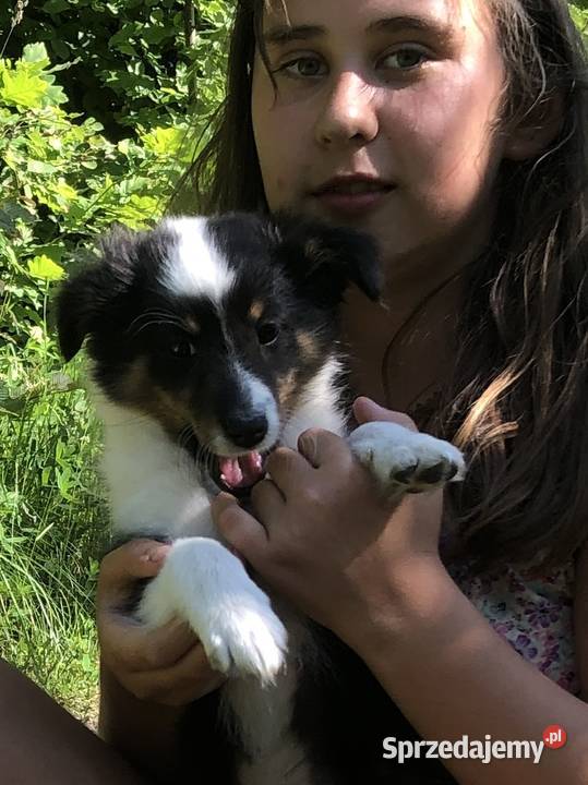 Ayla sheltie suczka tricolor Owczarek Pupki