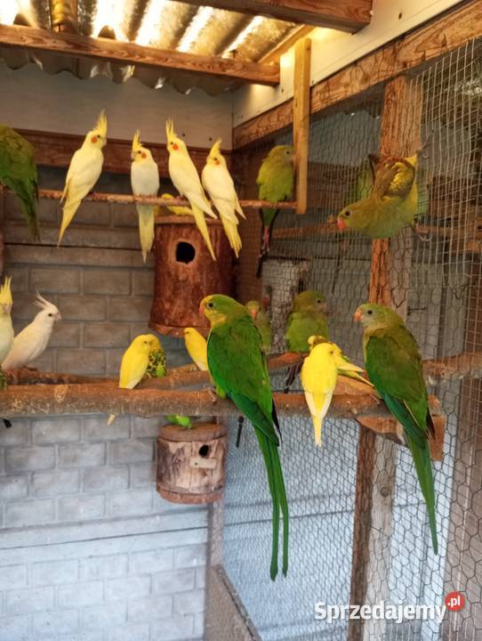 Barabandy rozelle aleksandretty Zwierzęta wielkopolskie Grodzisk Wielkopolski sprzedam