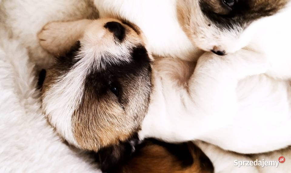 Jack Russell terrier szczeniaki Zwierzęta Sadowie sprzedam