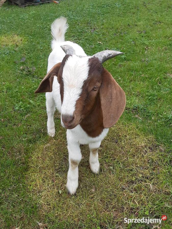 Koziołki burskie Kozy sprzedam