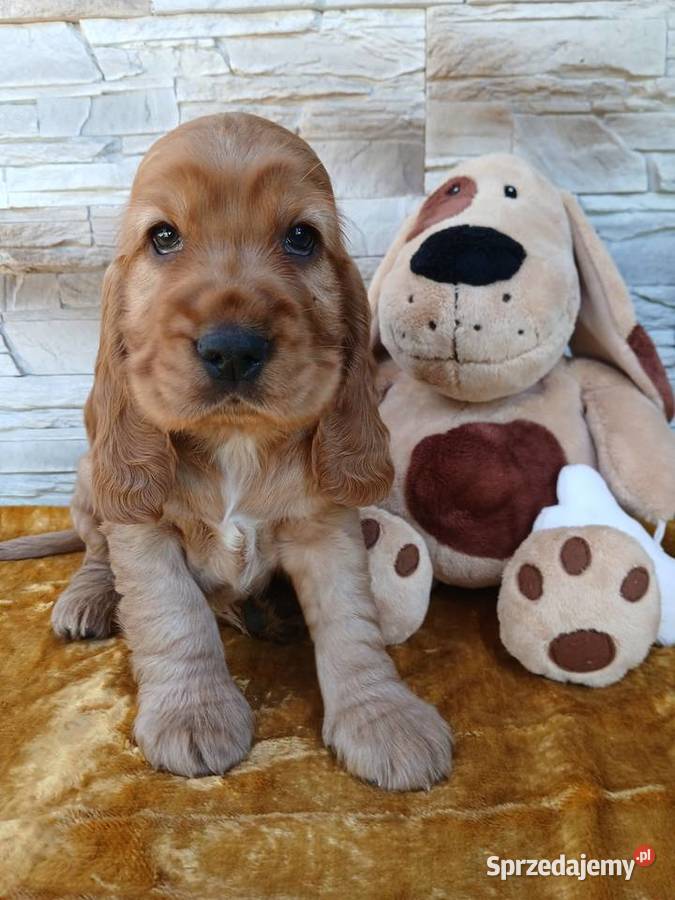 Śliczne Szczenięta Cocker Spaniel Angielski Sieradz
