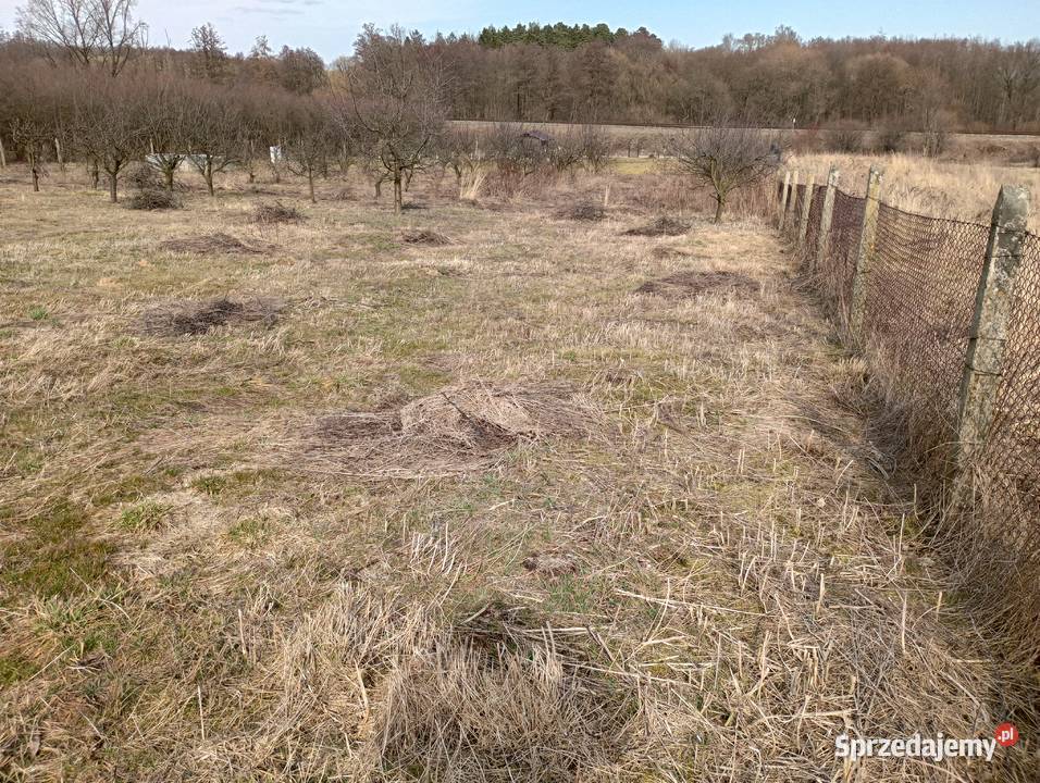 Działka budowlana Brochocin gmina Trzebnica 158zł/m2 Sprzedaż
