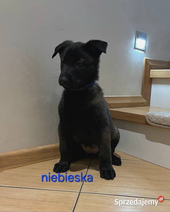 Owczarek belgijski Malinois Wójtostwo