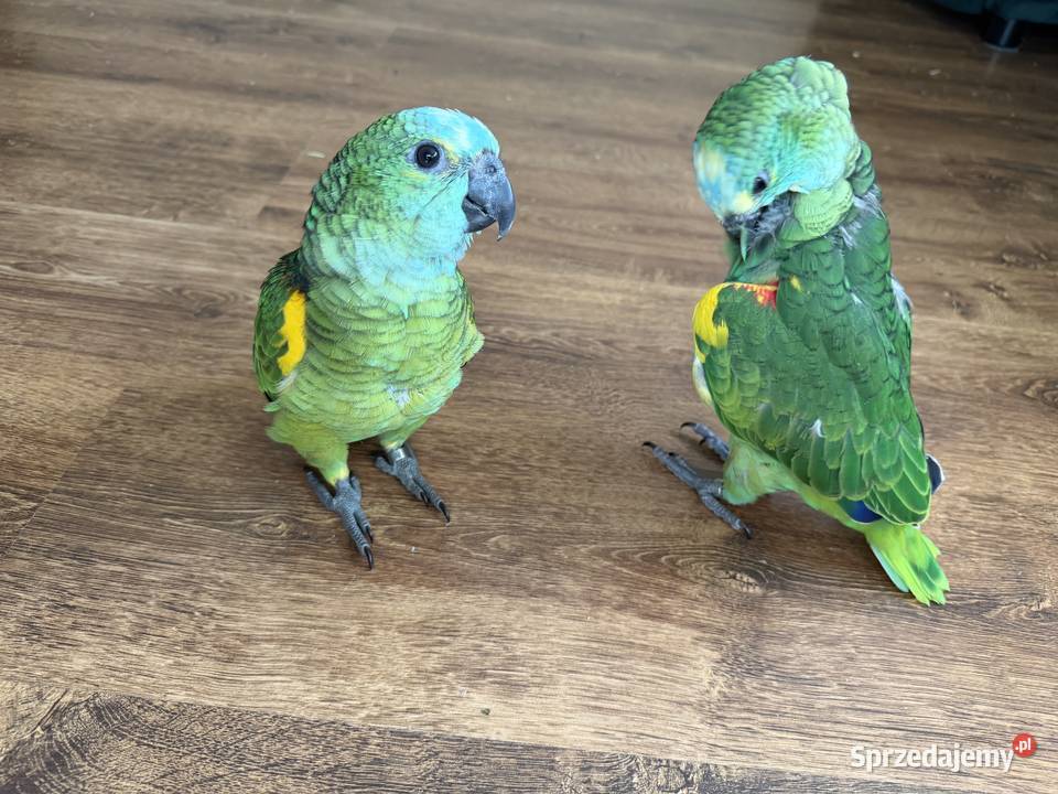 Amazonki sprzedam sprzedam