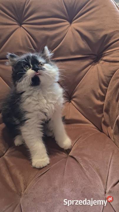 Maine coon chłopak Polesie Mikułowskie