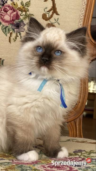 Kotki ragdoll gotowe do odbioru Grodzisk Mazowiecki
