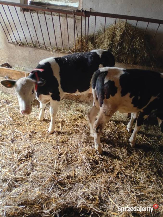 Jałoweczki 4 miesiące świętokrzyskie Mzurowa sprzedam