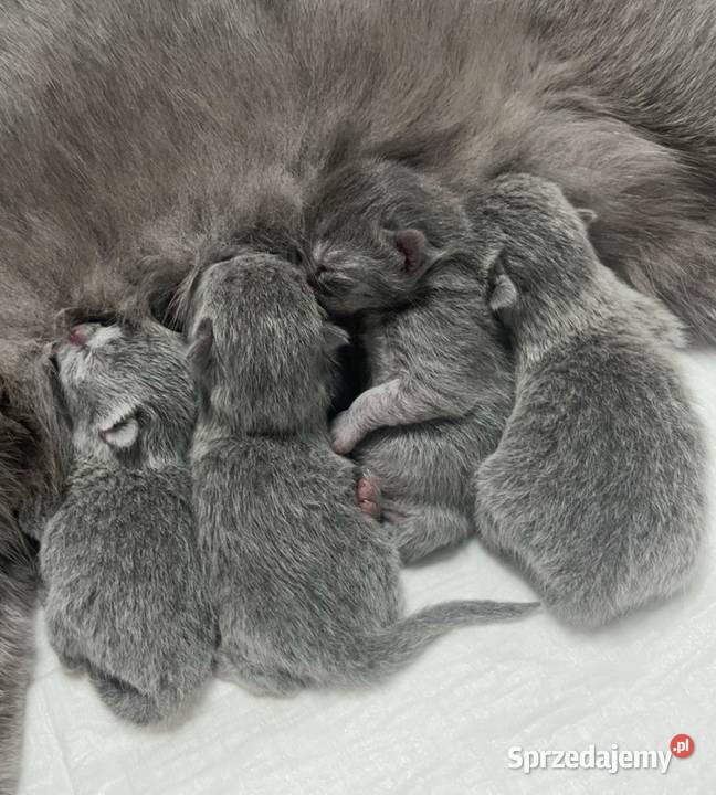 Kotka brytyjska niebieska Kraków