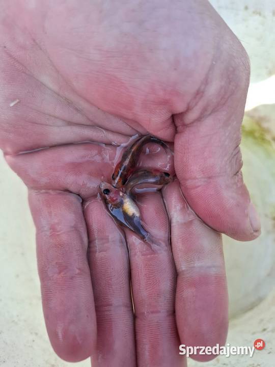 Karasie kolorowe sprzedam