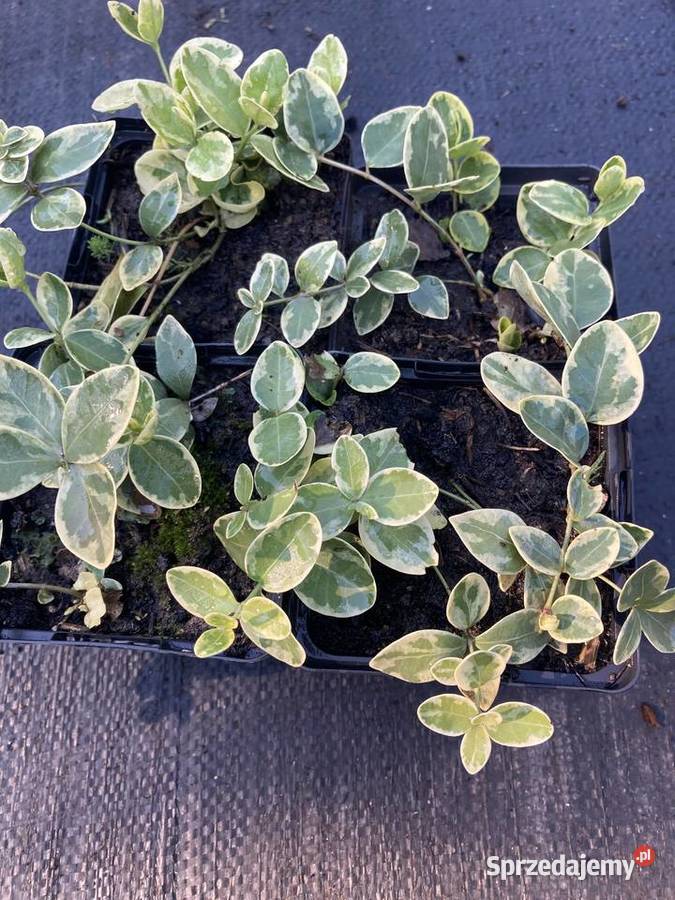 Barwinek z białą obwódką zimozielony Lublin