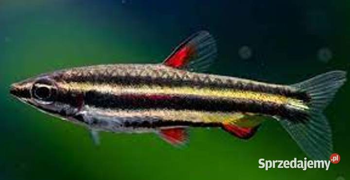 Drobnoustek obrzeżony Nannostomus marginatus