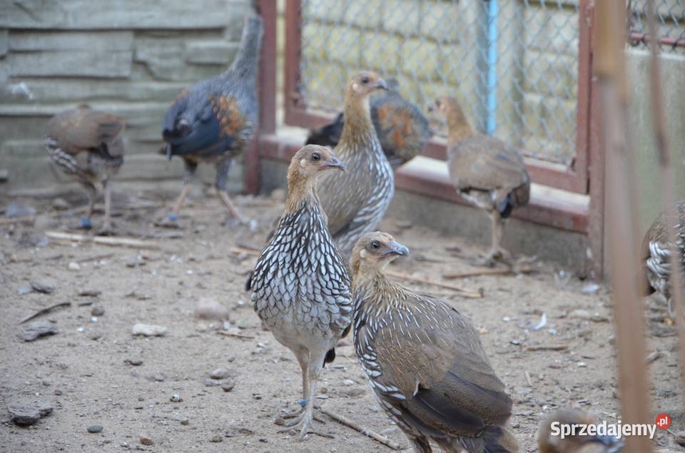 Kur siwy Gallus Sonneratii Bażant Bażanty kury Płońsk
