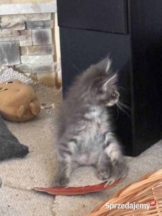 Kotki Maine Coon Maine Coon Pińczów
