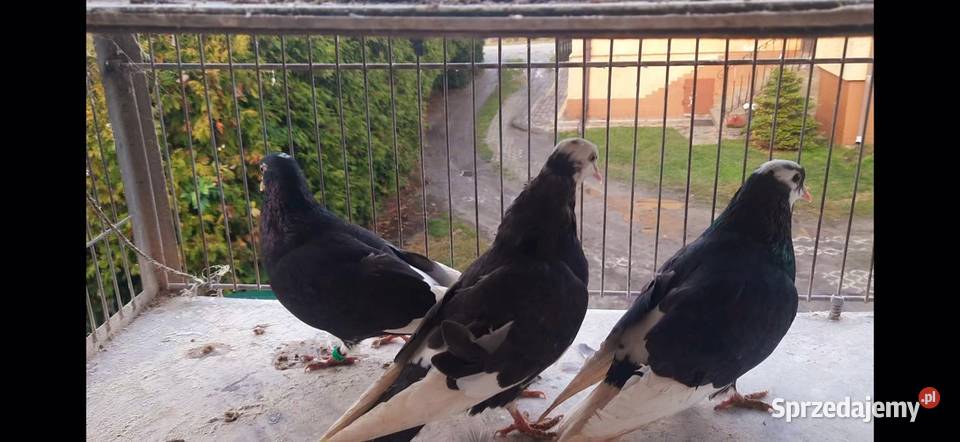 Gołębierollery Birmingham akrobatyczne