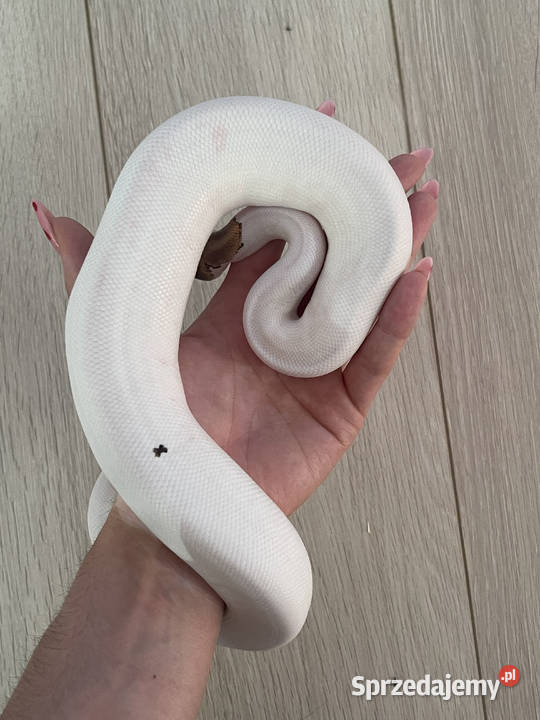 Python Regius Samiec Mojave Piebald poss mazowieckie Warszawa