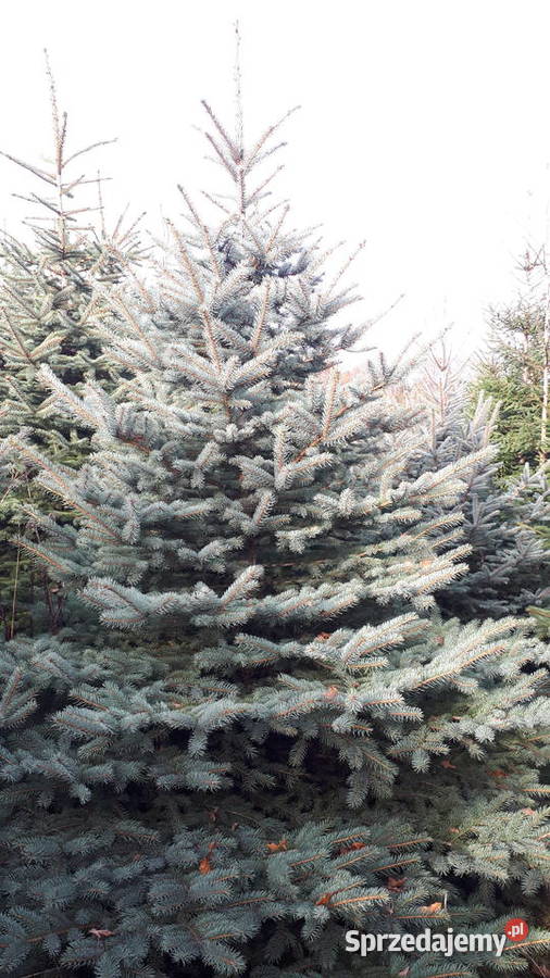 Choinka świerk srebrny 4m Mokrzesz