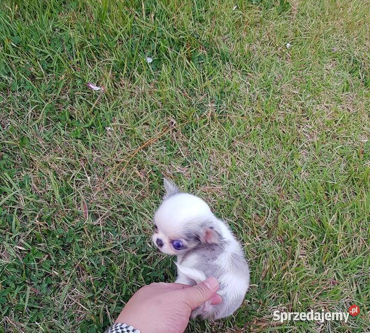 Chihuahua pieski ZKwP/FCI