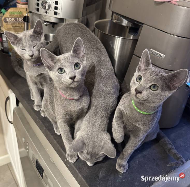 Kocięta rosyjskie niebieskie Rosyjski wielkopolskie Gniezno sprzedam