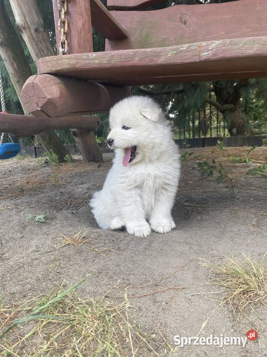 Sprzedam szczeniaczki samoyed piesek I suczka Bedlno