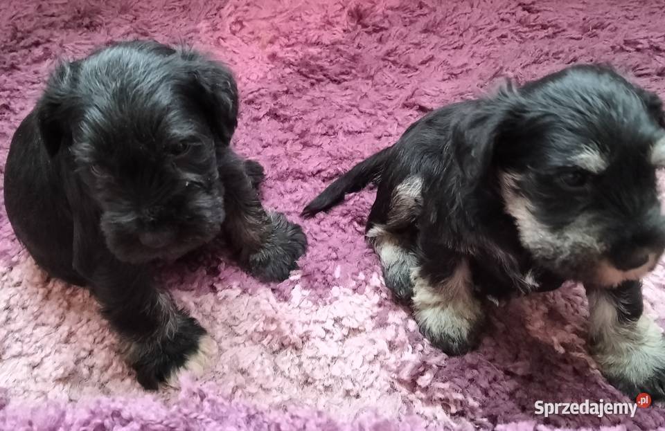 Sznaucer miniaturowy Radgoszcz sprzedam