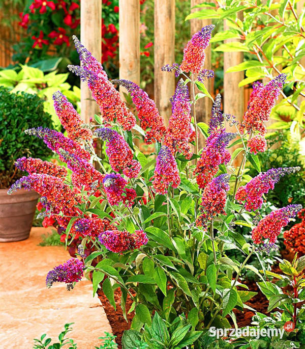 BUDLEJA FLOWER POWER sadzonki w doniczkach Liściaste