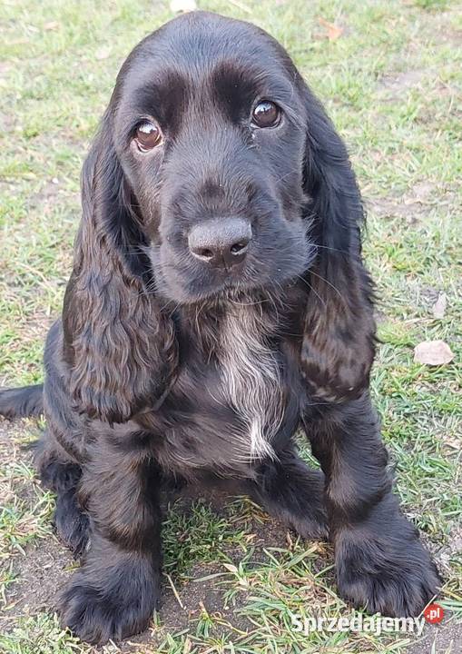 Cocker Spaniel Angielski Czarne Cuda Basonia