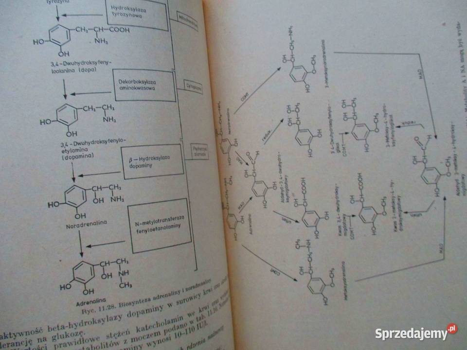 Biochemia kliniczna w praktyce lekarskiej Łódź