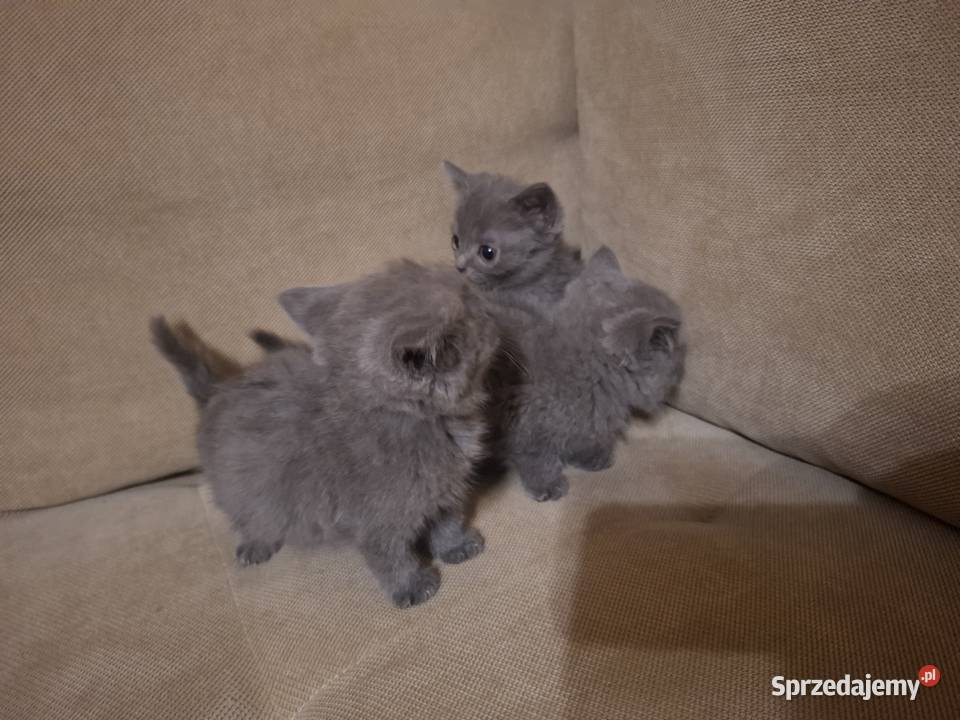 Kocurki brytyjskie Koty brytyjskie