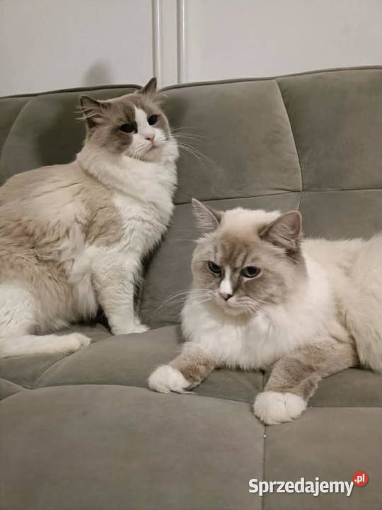 Kocięta Ragdoll z hodowli FiFeFLP Aleksandrów Łódzki